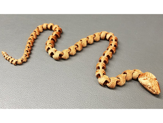 带鳞关节蛇 Articulated Snake with缩略图