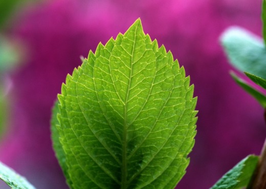 一支蓝玫瑰花缩略图
