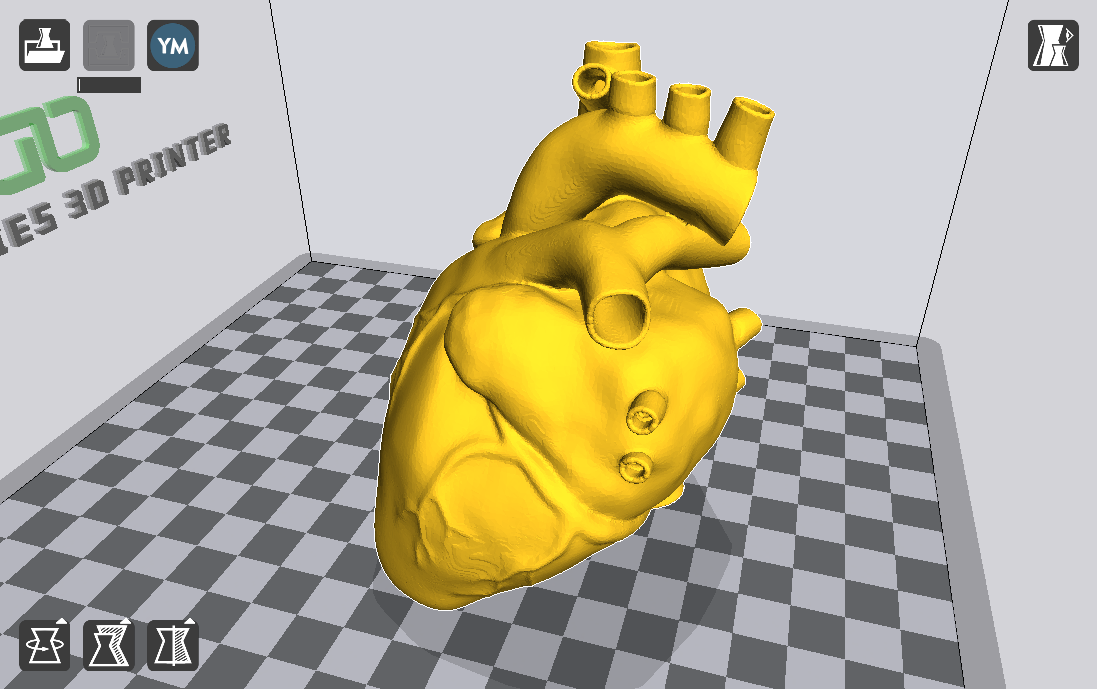 人类心脏模型