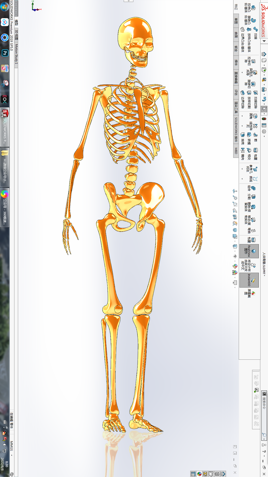 人体骨骼3