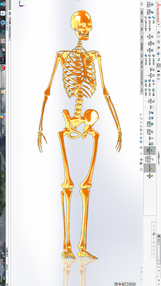 人体骨骼3缩略图