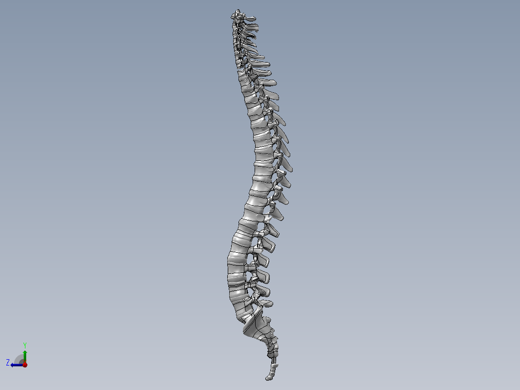人体脊柱模型