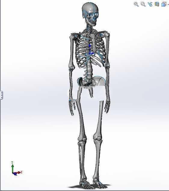130人体骨骼SW设计
