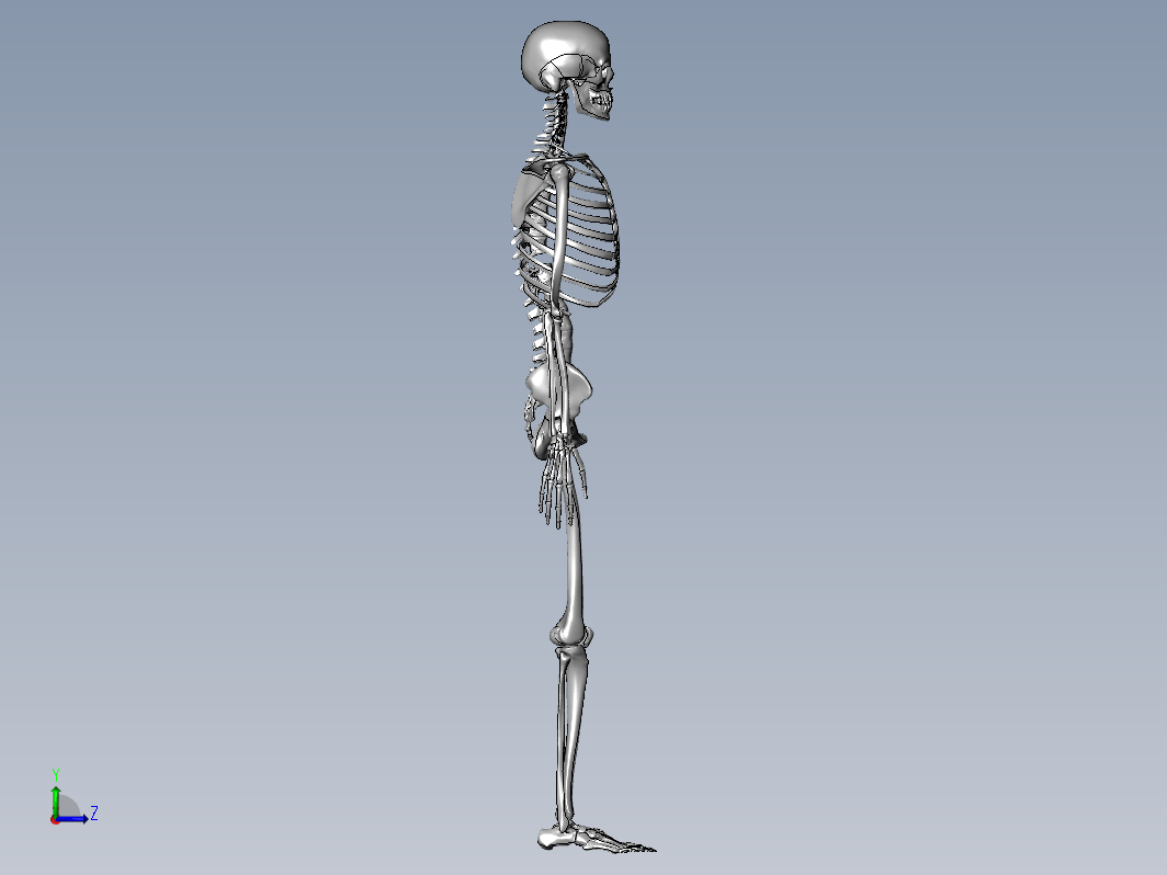 130人体骨骼SW设计