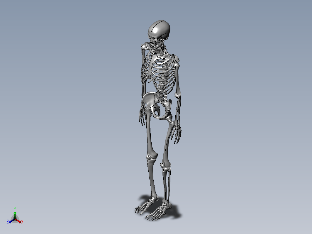 130人体骨骼SW设计