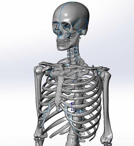 130人体骨骼SW设计