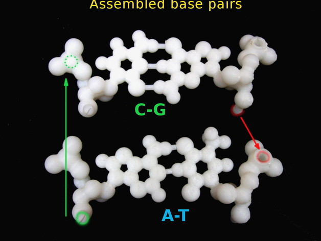 折叠DNA模型