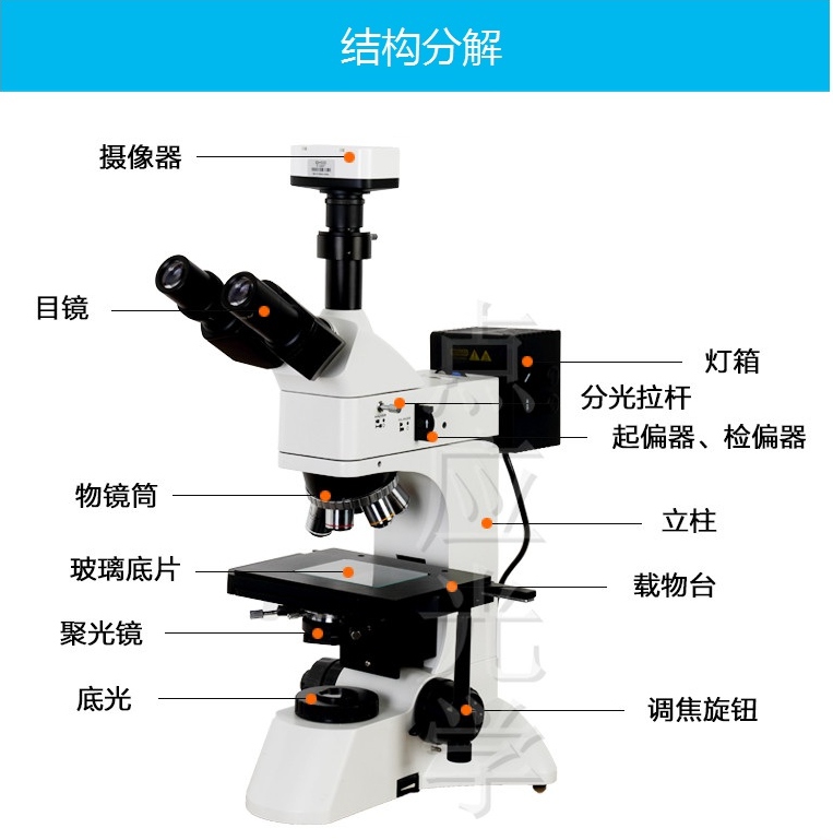 显微镜模型