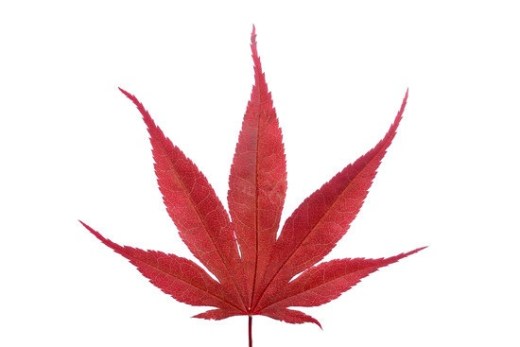 枫树模型缩略图