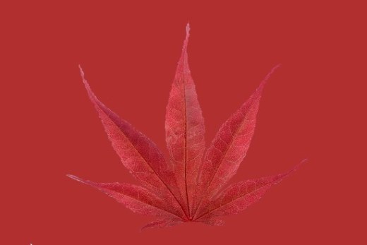 枫树模型缩略图