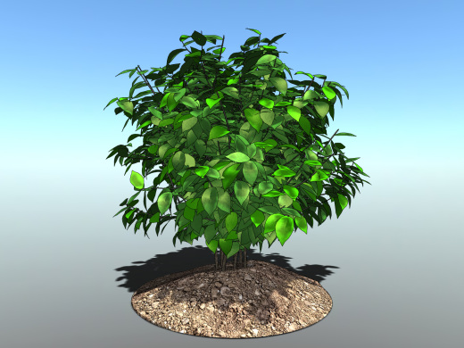 KustOsen植物