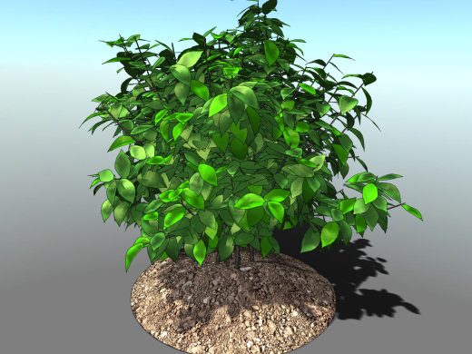 KustOsen植物缩略图