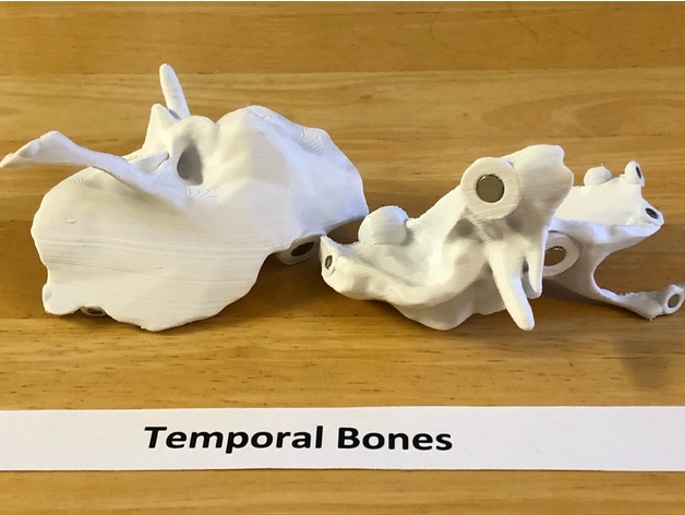 全尺寸解剖人头骨模型
