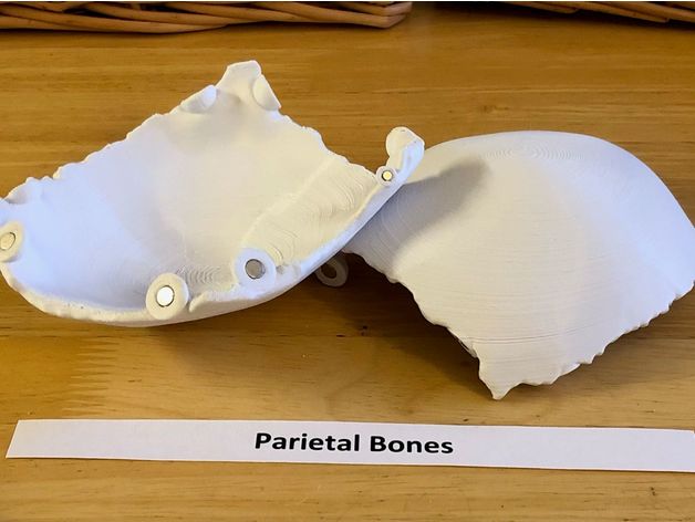 全尺寸解剖人头骨模型
