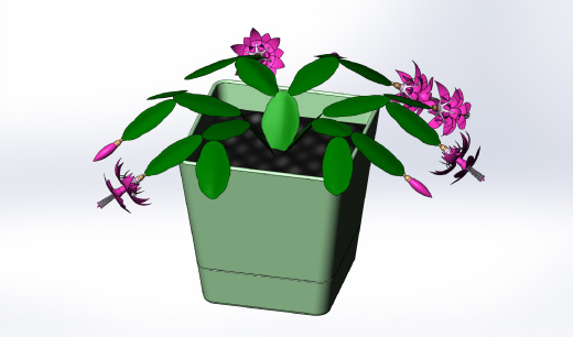 花盆里的花