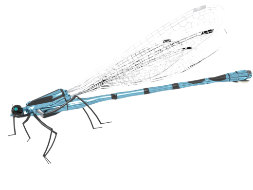Damselfly蜻蜓蜻蛉缩略图