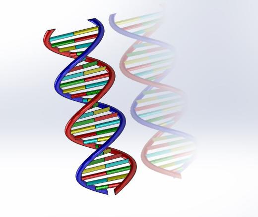 生物双螺旋DNA结构dna-model