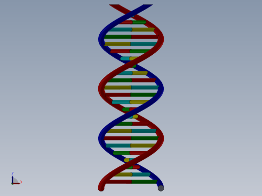 生物双螺旋DNA结构dna-model缩略图