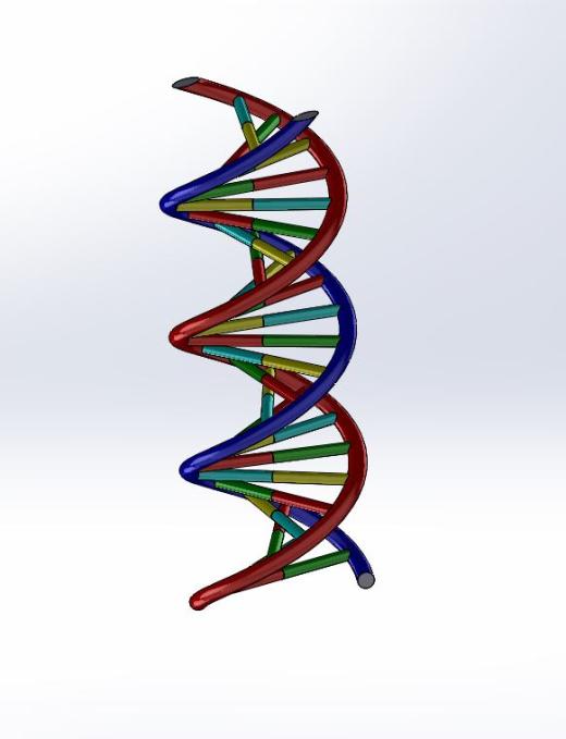 生物双螺旋DNA结构dna-model缩略图