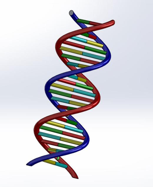生物双螺旋DNA结构dna-model缩略图