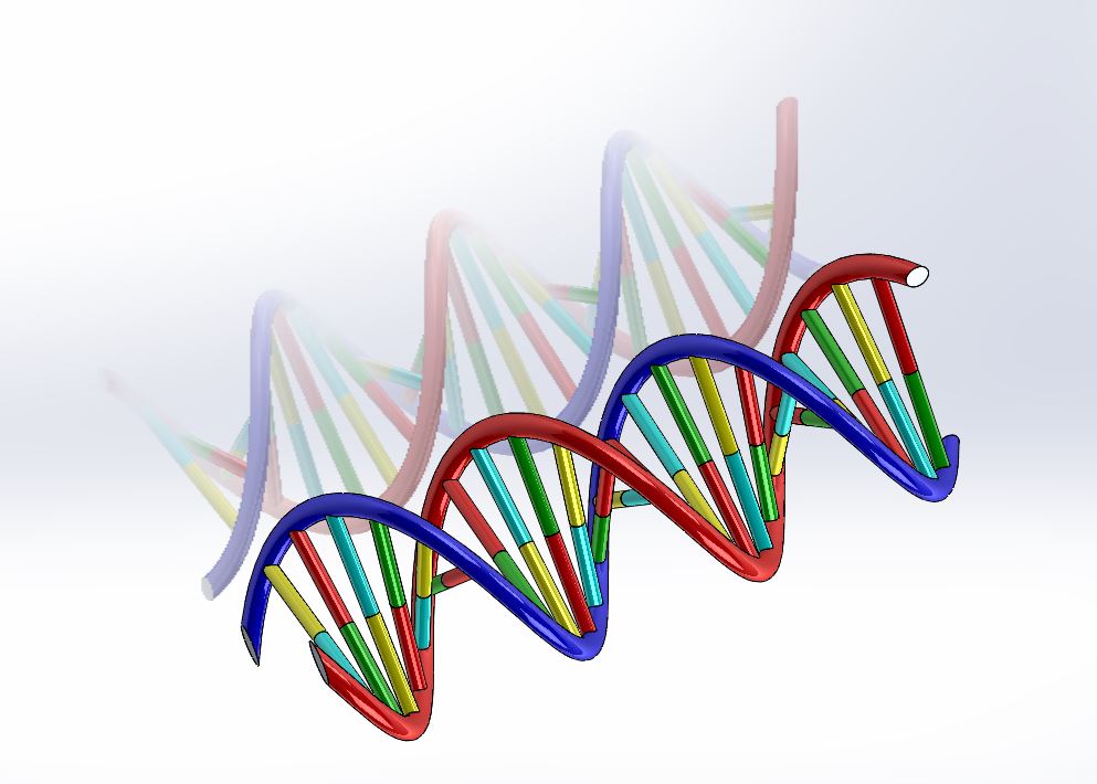 生物双螺旋DNA结构dna-model