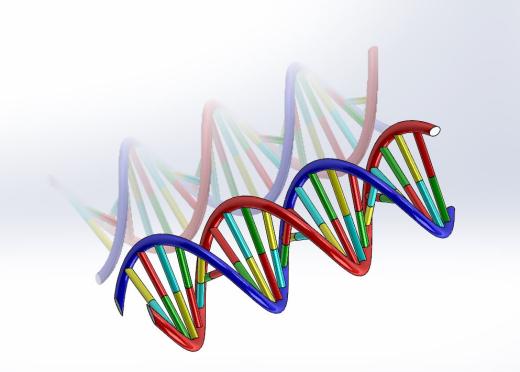 生物双螺旋DNA结构dna-model缩略图
