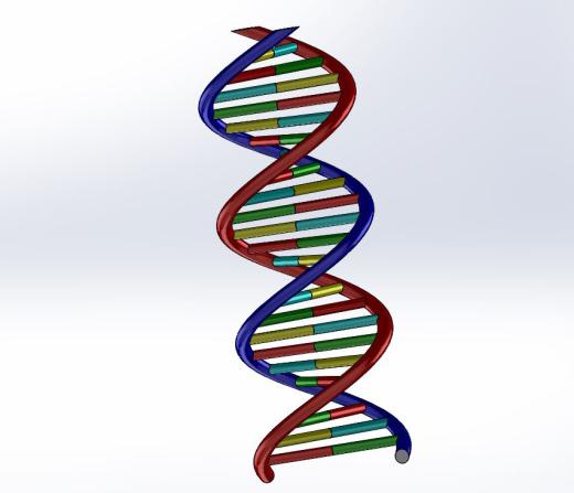 生物双螺旋DNA结构dna-model缩略图