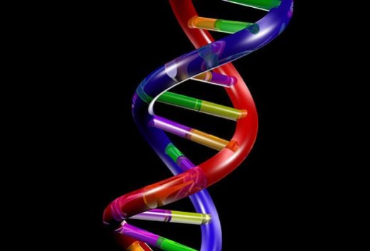 生物双螺旋DNA结构dna-model缩略图