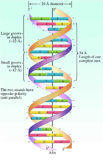 生物双螺旋DNA结构dna-model