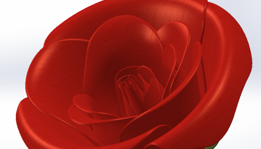 玫瑰花 rose缩略图