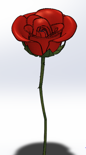 玫瑰花 rose缩略图