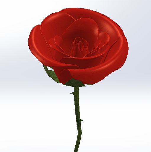 玫瑰花 rose缩略图
