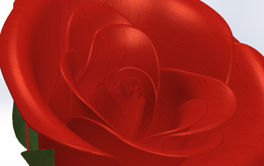 玫瑰花 rose缩略图