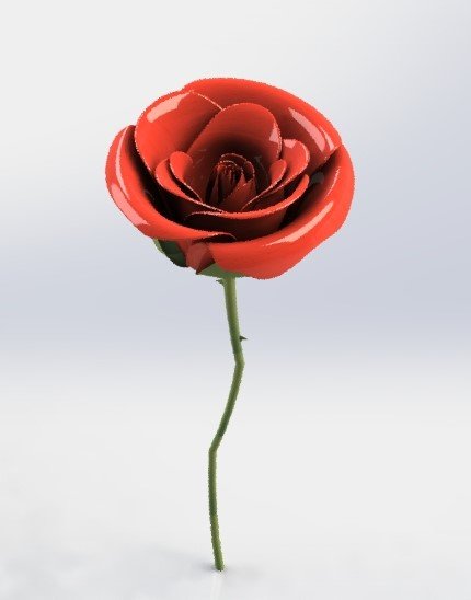 玫瑰花 rose缩略图
