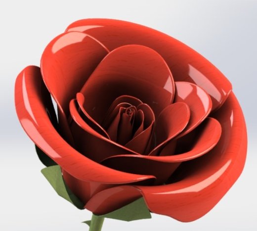 玫瑰花 rose缩略图