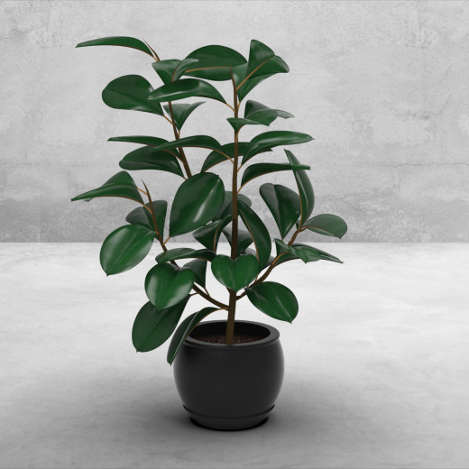 Plant盆栽植物