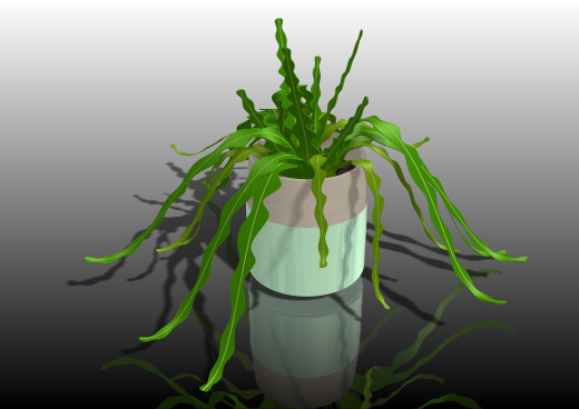 简易植物盆栽