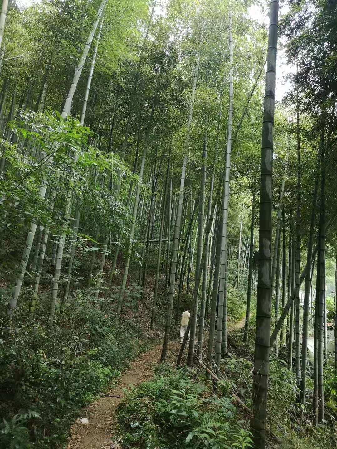 履带式地面探测小推车