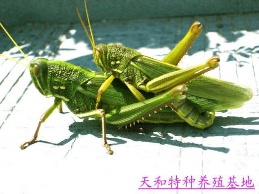 蚂蚱缩略图