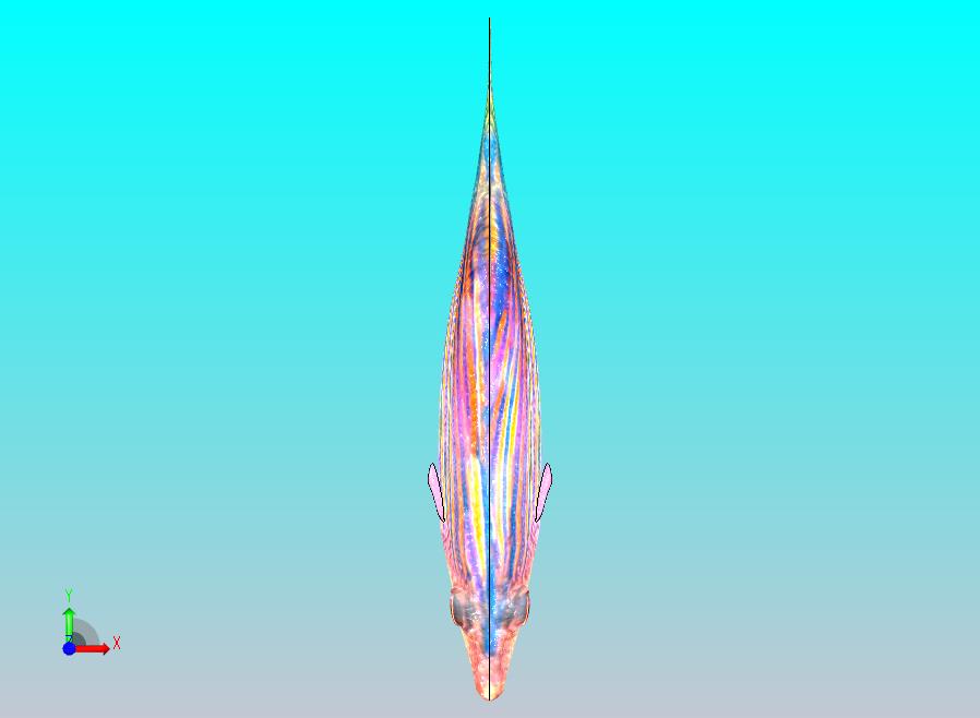 濑鱼