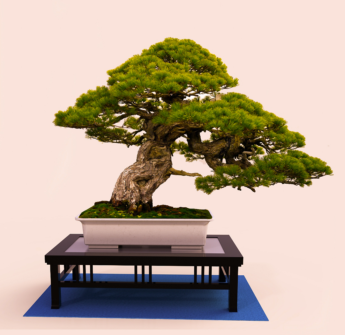 展出的盆景树