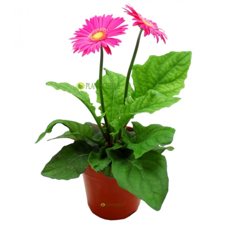 花卉植物