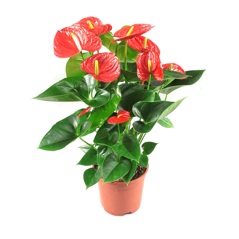 花卉植物
