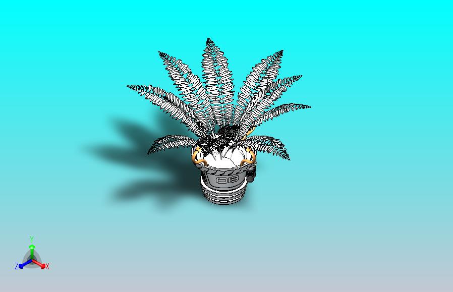 蕨类植物盆栽