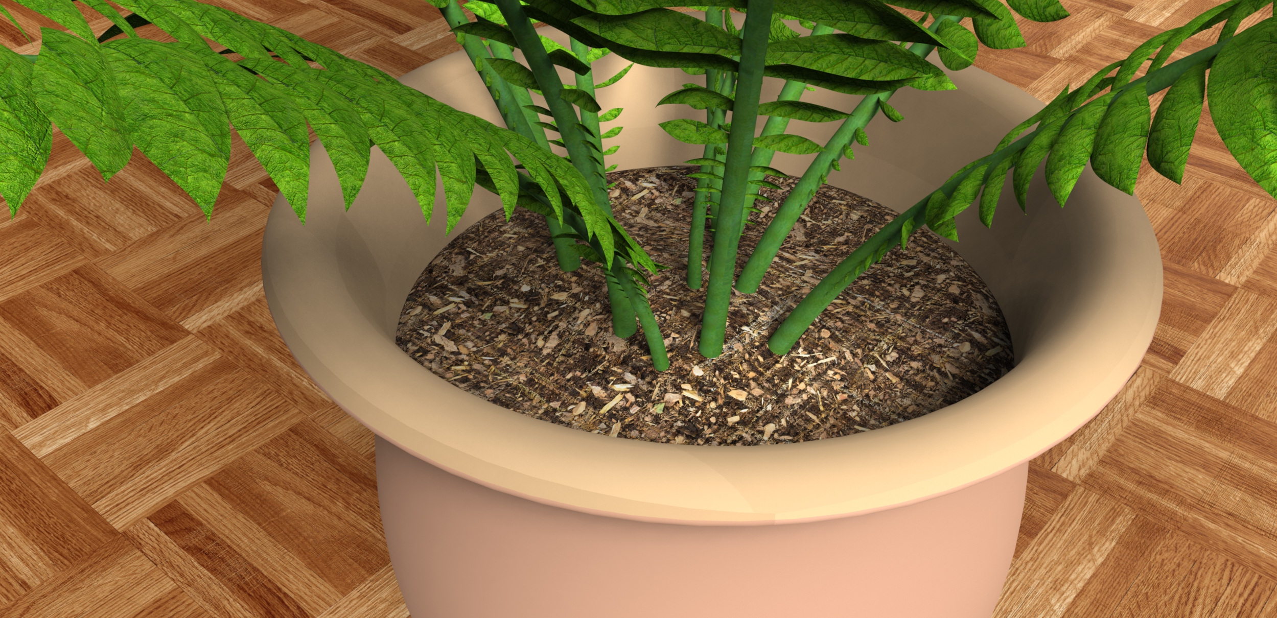 室内植物-大型蕨类植物