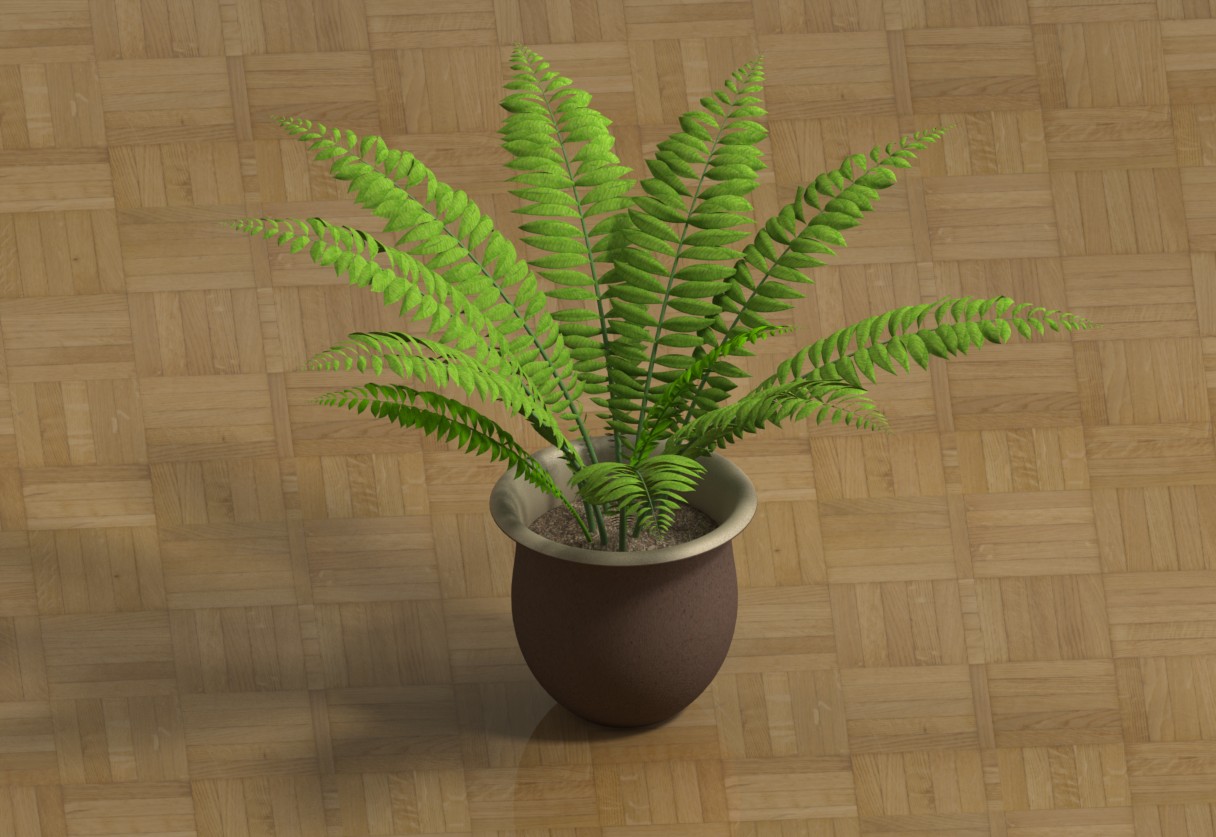 室内植物-大型蕨类植物
