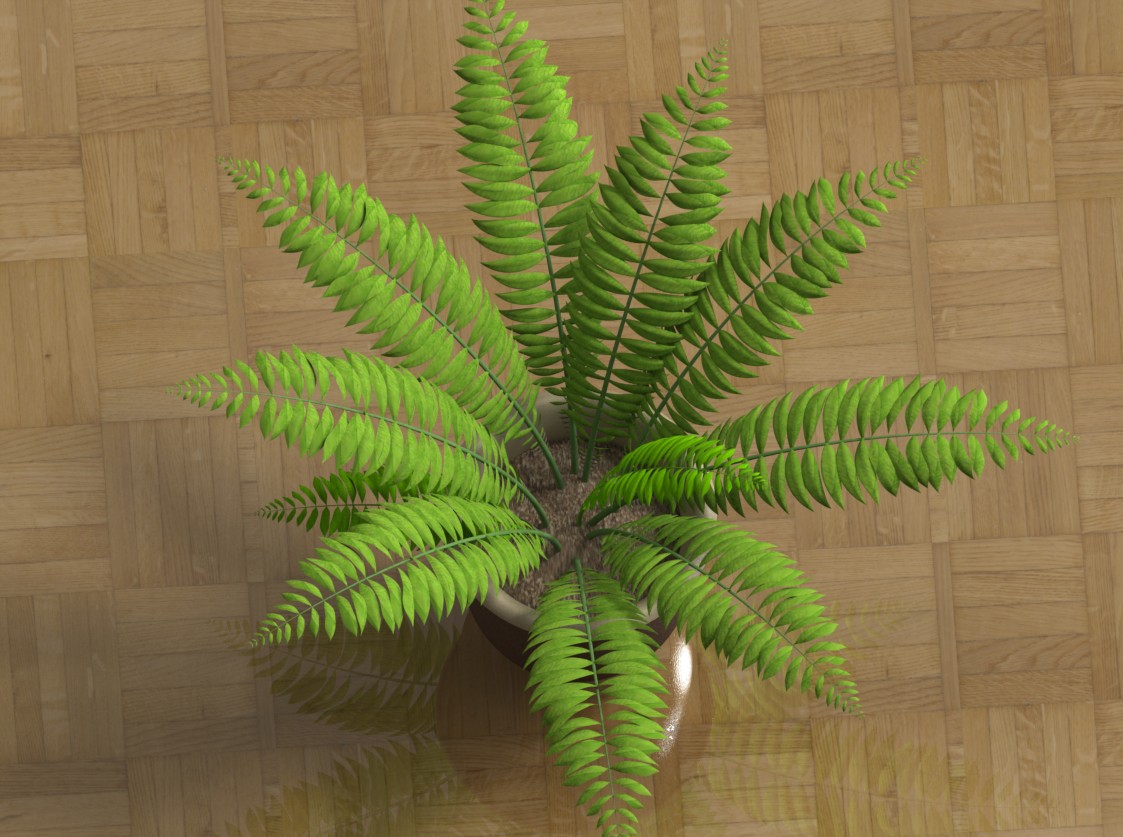 室内植物-大型蕨类植物