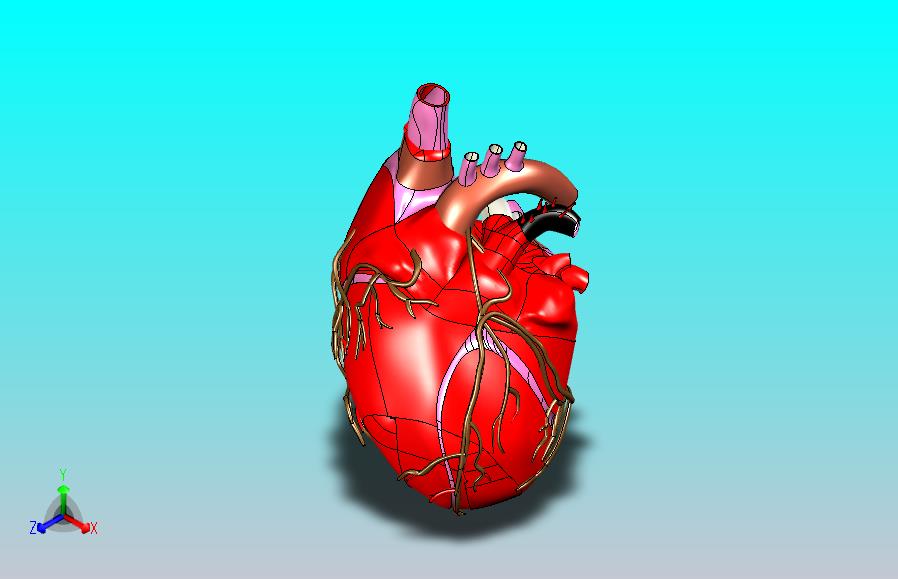 heart人的心脏模型