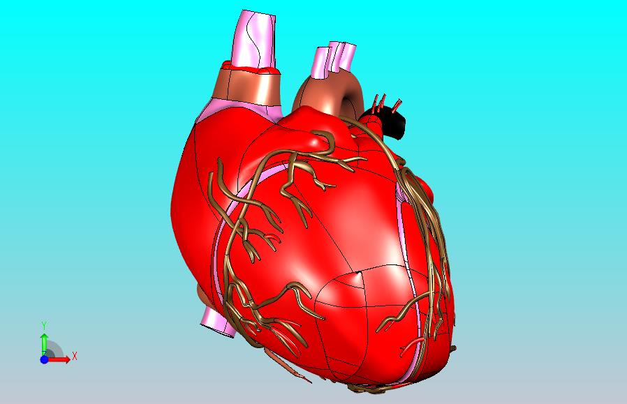 heart人的心脏模型