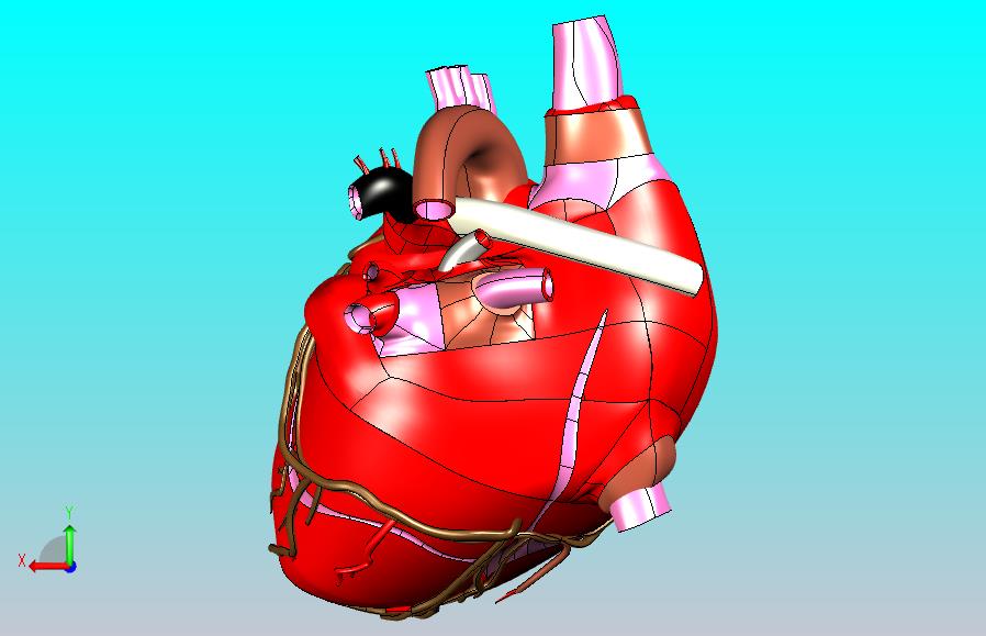 heart人的心脏模型